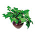 Artificial Ivy Plant in a Mahogany Fiberglass Pot, 8" Overall Height