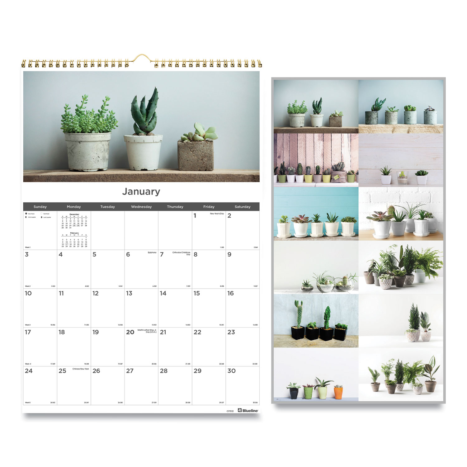 Blueline® 12-Month Wall Calendar, 12 x 17, Succulent Plants, 2021