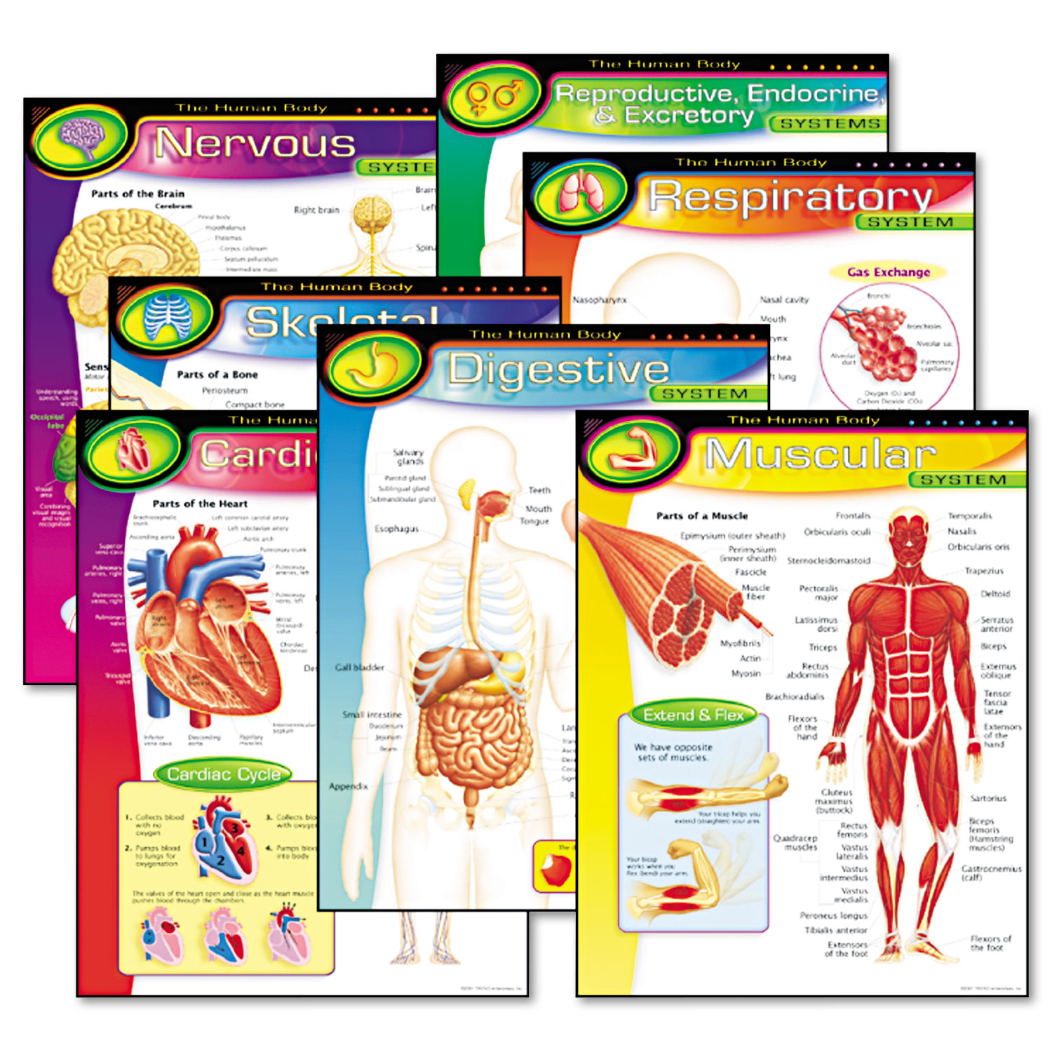 Learning Chart Combo Pack, The Human Body, 17w x 22h, 7/Pack