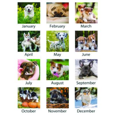 Puppies Monthly Wall Calendar, Puppies Photography, 15.5 x 22.75, White/Multicolor Sheets, 12-Month (Jan to Dec): 2025