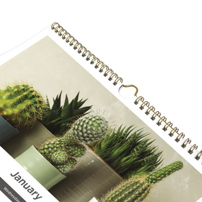 12-Month Wall Calendar, Succulent Plants Photography, 12 x 17, White/Multicolor Sheets, 12-Month (Jan to Dec): 2025