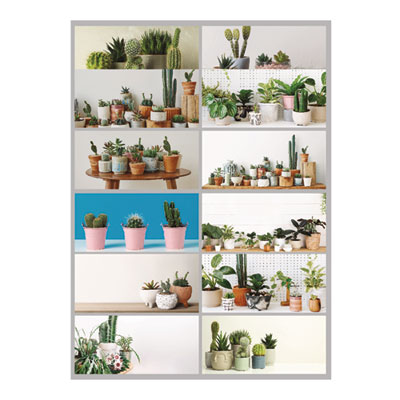 12-Month Wall Calendar, Succulent Plants Photography, 12 x 17, White/Multicolor Sheets, 12-Month (Jan to Dec): 2025