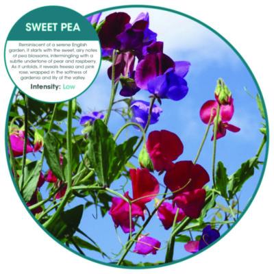 FRESHENER,SPRY,SWEETPEA