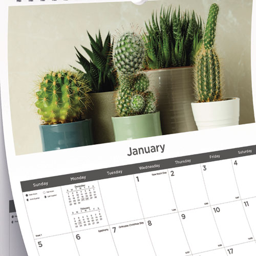 Picture of 12-Month Wall Calendar, Succulent Plants Photography, 12 x 17, White/Multicolor Sheets, 12-Month (Jan to Dec): 2025