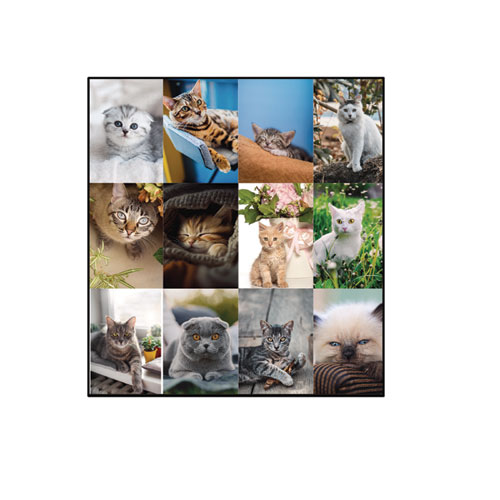 Picture of Pets Collection Monthly Desk Pad, Furry Kittens Photography, 22 x 17, White Sheets, Black Binding, 12-Month (Jan-Dec): 2025