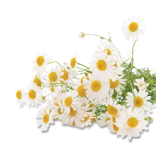 Picture of Cozy Chamomile Herbal Tea Pods, 1.90 oz, 18/Box